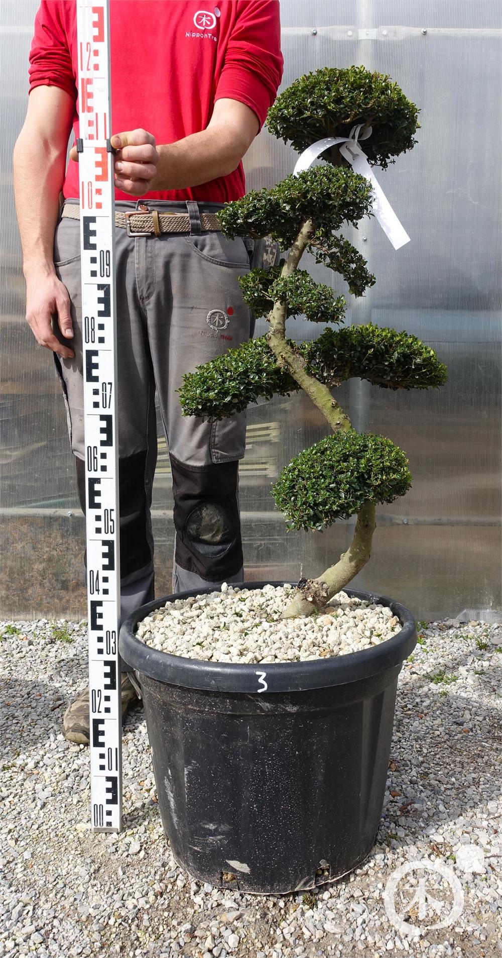 Ilex crenata - Nippon Tree
